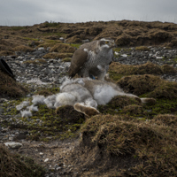 Goshawks - &copy;Dalemews